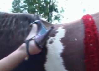 Sweet animal sex action in the nice shot
