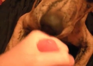 Doggy is licking a very nice cock