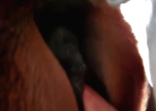 Good asshole of a stallion in the bestiality scene