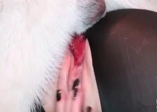 Glamour lady is enjoying bestiality sex