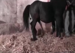 Zoophilic porn with my small pony