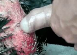 Small chicken is getting pounded by a zoophile