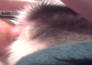 Hard wiener penetrated a sweet young pet