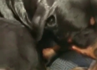 Good trained doggy is tasting a hard cock