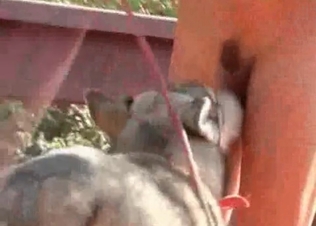 Sweet and passionate young doggies