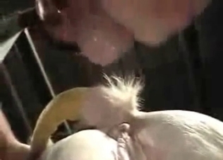 White horse in the awesome bestiality action