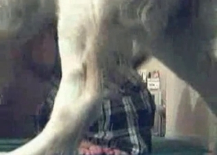 Slut is being impaled hard by a lustful animal