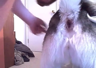 Butt-fucking action of a lusty husky