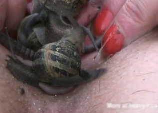 Snails are getting in the crazy amateur bestiality
