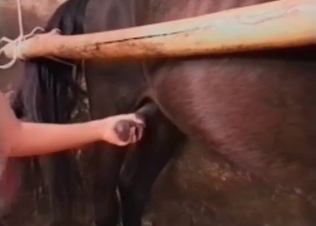 Horse and cock-swallowing zoophile