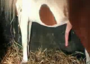 Stallion with a truly impressive boner