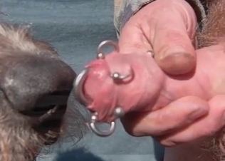 Doggy is licking my pierced dick so freaking sexy