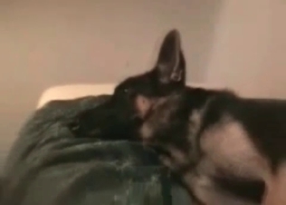 Freaking hardcore bestiality action with my doggy