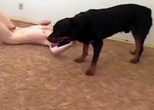 Trained animal and old man in bestiality porn