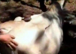 Crazy farm bestiality with my lovely cow