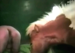 Farm animality with my lovely pony