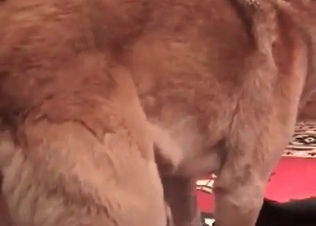 Nasty bestiality with a fatty zoophile
