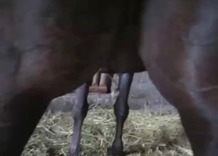 Just fucking a nice-looking black horse