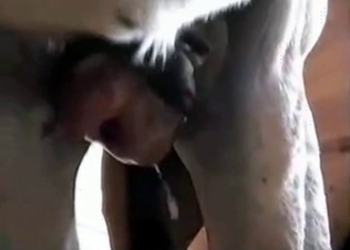 Juicy cunt fucked by a crazy animal
