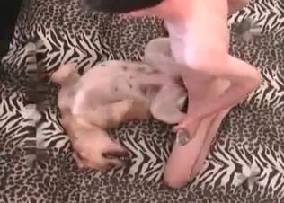Nice cock for a trained young animal