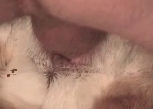 Doggy fucks with a stud