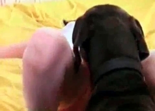 Doggy is giving an impressive oral job