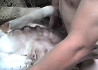 Anal sex action in the bestiality style