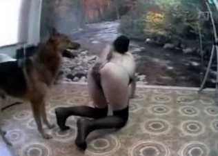 Doggy style bestiality with a German dog