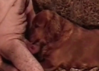 Doggy is having a good cock