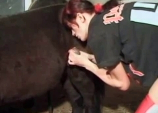 Good blowjob for a trained mare