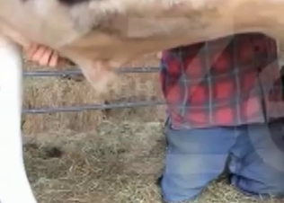 Nice bestiality action at the abandoned farm