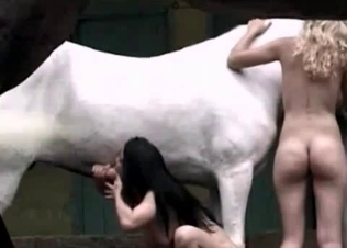 Hardcore mare and two lustful zoophiles