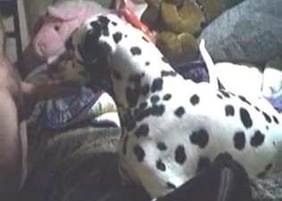 Spotted dog is giving a good blowjob