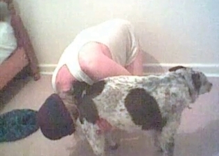 Hound is giving a head for me