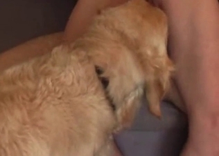 Trained animal is having sex with a couple