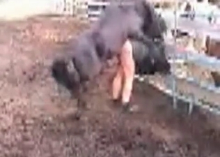 Impressive farm bestiality action