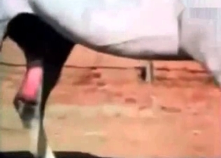 Impressive bestiality sex compilation
