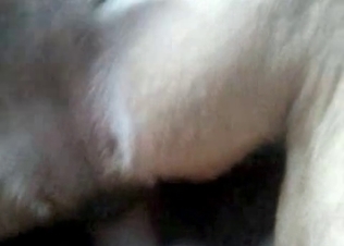 Doggy is getting in the butt-fucking action