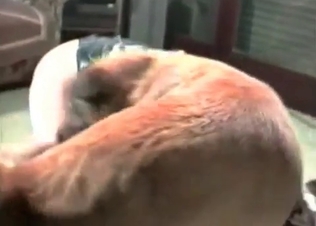 Trained to lick dog delivering some plrasure
