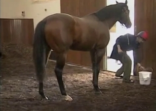 Two horses are about to fuck hard