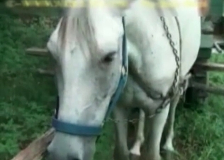 Ass fucking is what this stallion needs