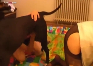 Blonde angel is enjoying dog bestiality porn so much