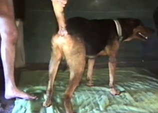 Beautiful doggy likes dude's hard penis so much