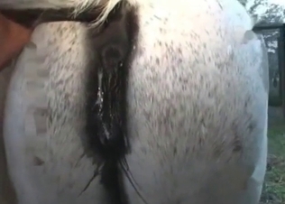 Drop-dead gorgeous dude fucks a horse